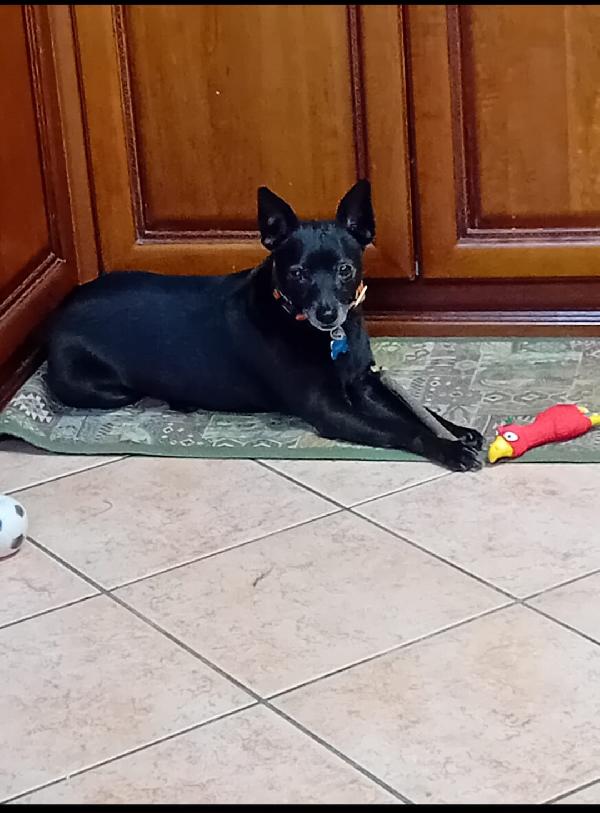 🐾 Bart cerca la sua seconda possibilità! 🐾 Foto 4